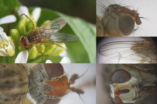 Scathophaga inquinata